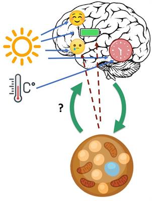 Potential links between brown adipose tissue, circadian dysregulation, and suicide risk